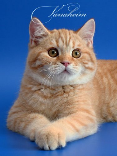 Кошки породы Шотландская вислоухая (Scottish Fold)