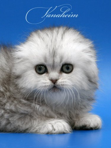 Кошки породы Шотландская вислоухая (Scottish Fold)