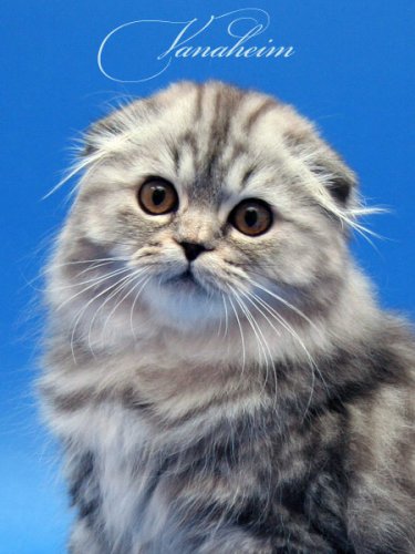 Кошки породы Шотландская вислоухая (Scottish Fold)