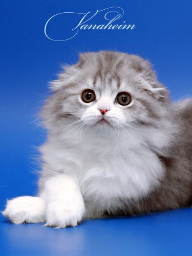 Кошки породы Шотландская вислоухая (Scottish Fold)