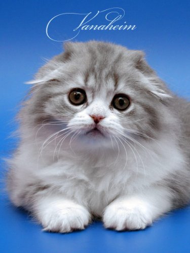 Кошки породы Шотландская вислоухая (Scottish Fold)