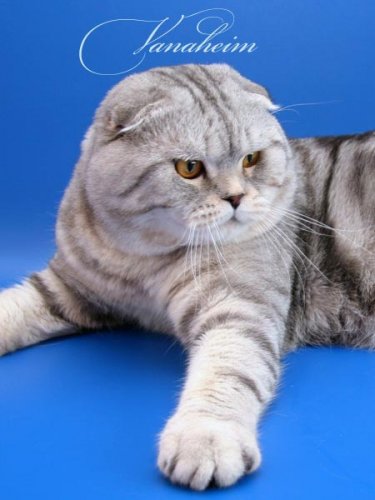 Кошки породы Шотландская вислоухая (Scottish Fold)