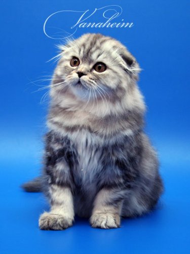 Кошки породы Шотландская вислоухая (Scottish Fold)