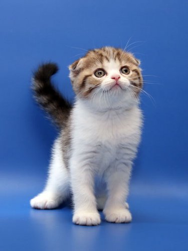 Кошки породы Шотландская вислоухая (Scottish Fold)