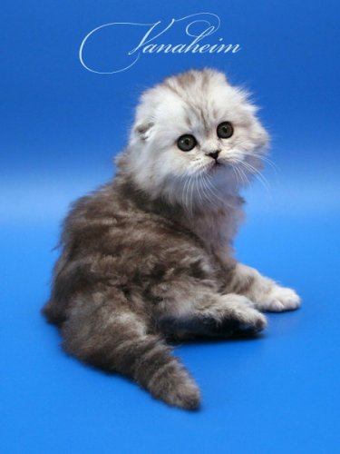 Кошки породы Шотландская вислоухая (Scottish Fold)