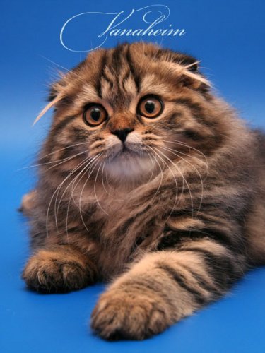 Кошки породы Шотландская вислоухая (Scottish Fold)