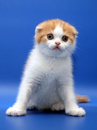 Кошки породы Шотландская вислоухая (Scottish Fold)