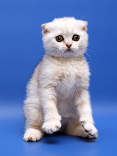 Кошки породы Шотландская вислоухая (Scottish Fold)