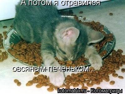 Котоматричные коты