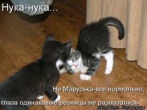 Котоматричные коты