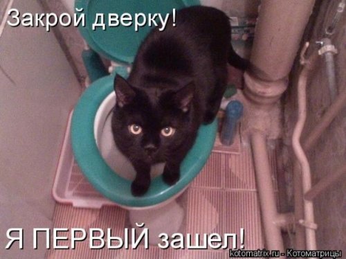 Котоматричные коты