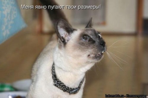 Котоматричные коты