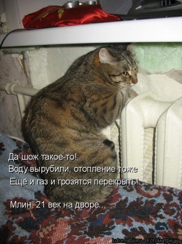 Котоматричные коты