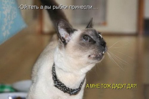 Пазитиффчег