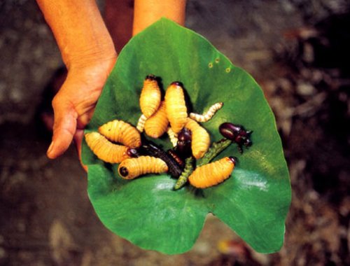 Entomophagy - пища из насекомых