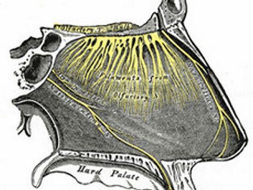 Ученые выяснили, что за любовь отвечает нерв в носу