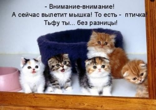 Позитивчик :)