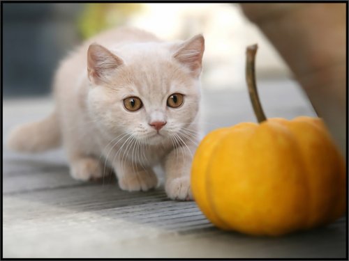 Любителям котов и кошек :)