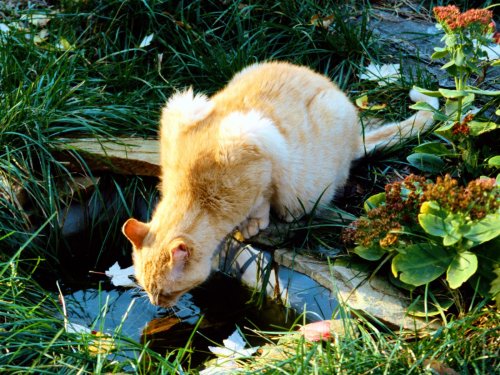 Любителям котов и кошек :)