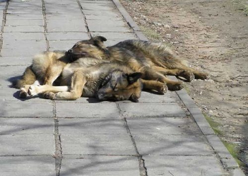 Где упал, там и уснул :)