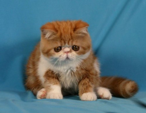 Персидские полуперсидские коты