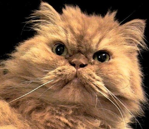 Персидские полуперсидские коты