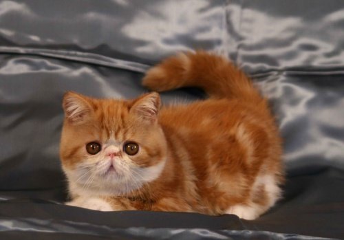 Персидские полуперсидские коты