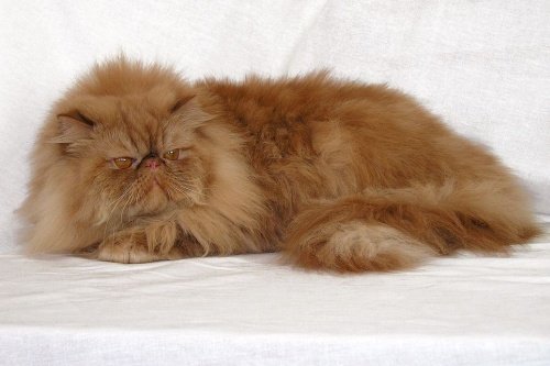 Персидские полуперсидские коты