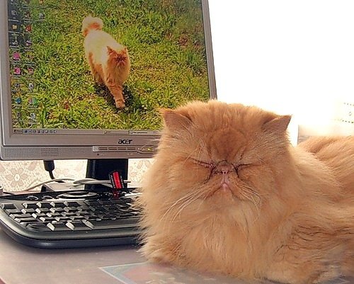 Персидские полуперсидские коты