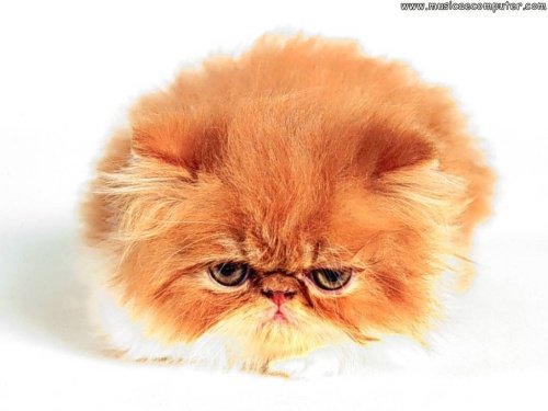 Персидские полуперсидские коты