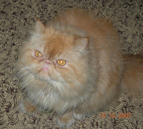 Персидские полуперсидские коты