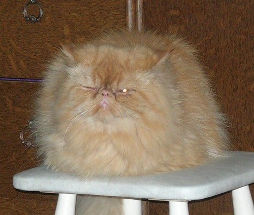 Персидские полуперсидские коты