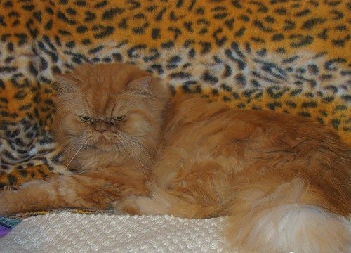 Персидские полуперсидские коты