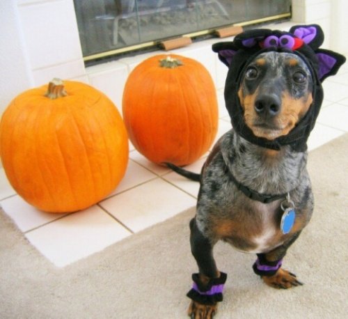 Мода животных