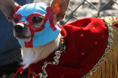 Мода животных