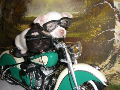 Мода животных