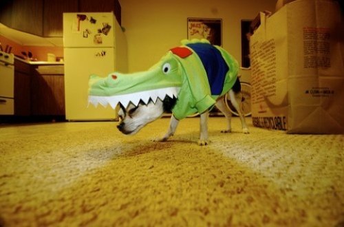 Мода животных