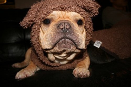 Мода животных