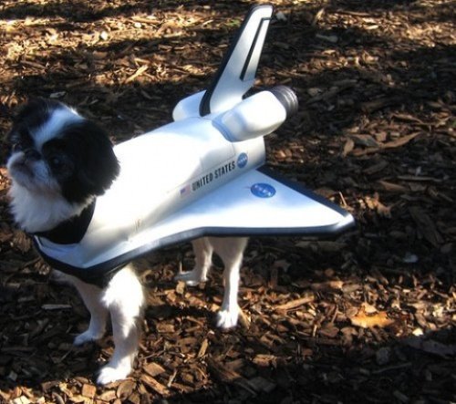 Мода животных