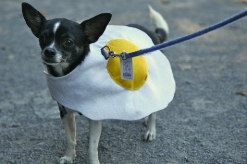 Мода животных