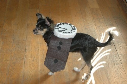 Мода животных