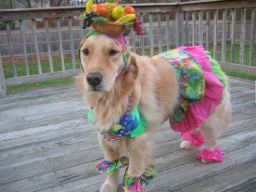 Мода животных