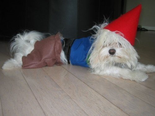 Мода животных