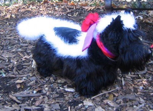 Мода животных