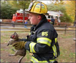 Спасатели и животные