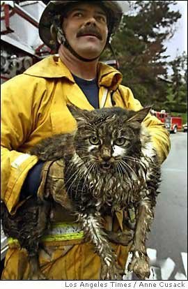 Спасатели и животные