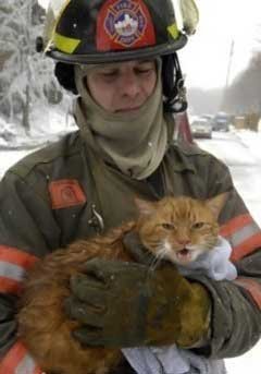 Спасатели и животные