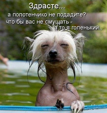 Юмор, позитивчик :)