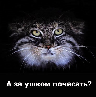 Погладь кота!