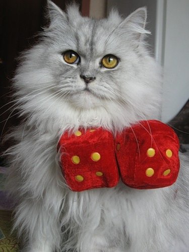 Персидские полуперсидские коты